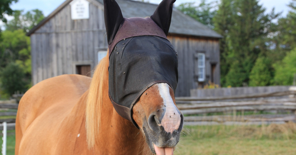 Fly protection clearance for horses legs